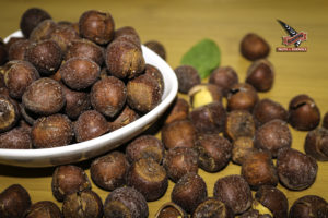 بندق مع قشرة L0002